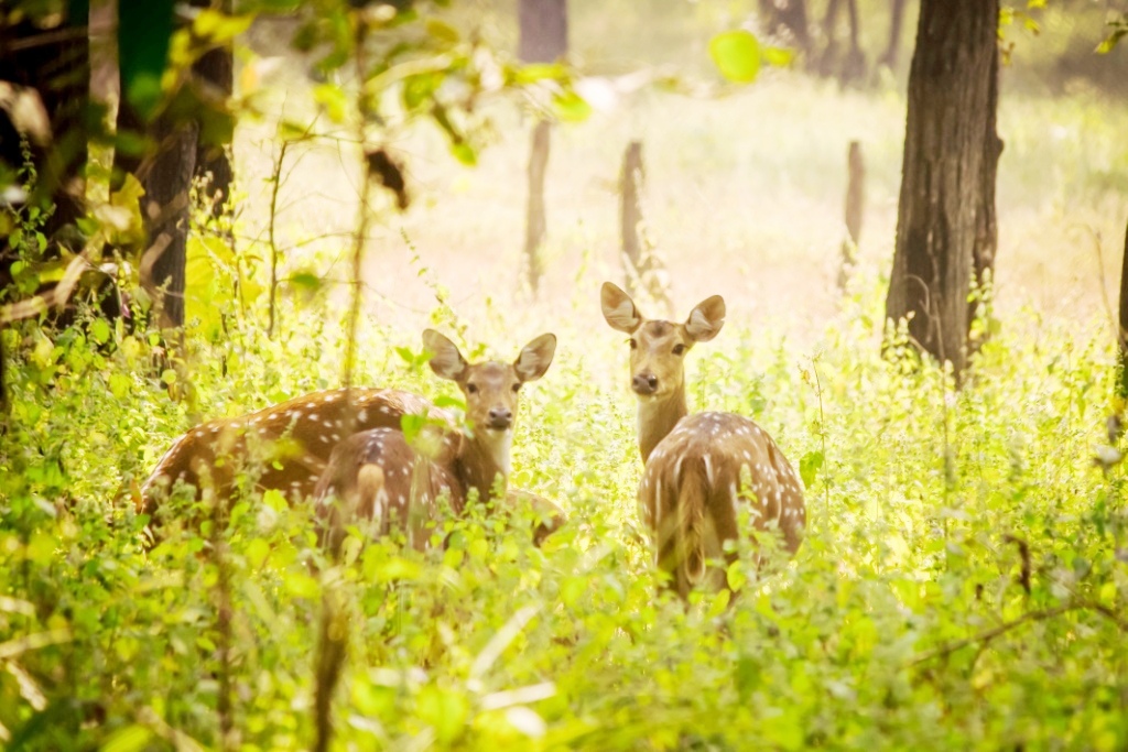 Best Resort in Kanha National Park