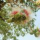 Kumbhi Tree in Bloom at Umaria Safari Camp