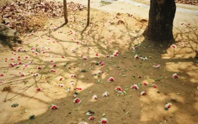 The Kumbhi Flower: A Seasonal Jewel of Central India’s Forests